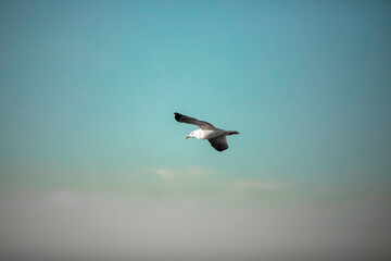 seagull flying in the sky