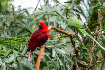 Eos bornea and Psittacula eupatria