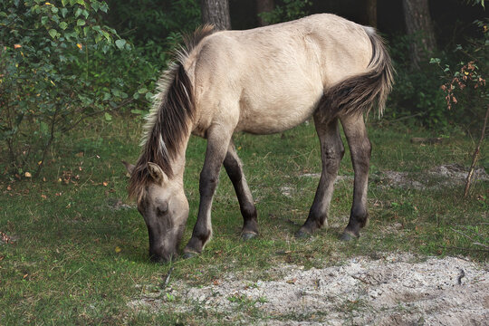 roztocze