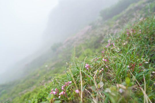 Blue mountainheath were blooming on the side of the foggy mountain trail.