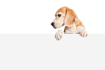A beagle dog looking down at the blank sign with paws hanging over. Isolated on white background....