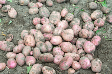 Fresh pink potatoes, just dug out of the ground, are lying in the garden. Harvesting vegetables
