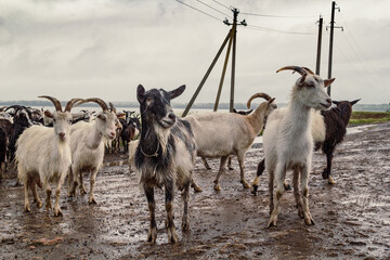 Goats in pasture scenic photography. Flock of domestic animals. Picture of domestic animals with cloudy sky on background. High quality wallpaper. Photo concept for ads, travel blog, magazine, article