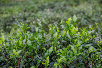 Fresh tea leaves on the tea tree in the field