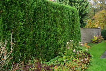 The cypress hybrid grows rapidly and forms beautiful hedges of coniferous gray, green. slim and wide. shields like a concrete stone wall like a road. granite retaining wall dense cut hedge. Garden
