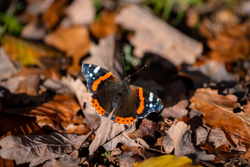 Red admiral (Vanessa atalanta) is a butterfly with black wings, orange bands, and white spots....