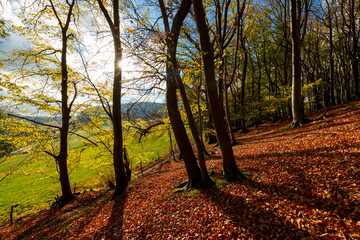 Fototapeta premium Indian Summer in beech forest near Iserlohn Sauerland Germany. Colorful orange leaves and strong fagus boles and foliage backlit by low sun on a late autumn day in scenic landscape of “Pillingsen“.