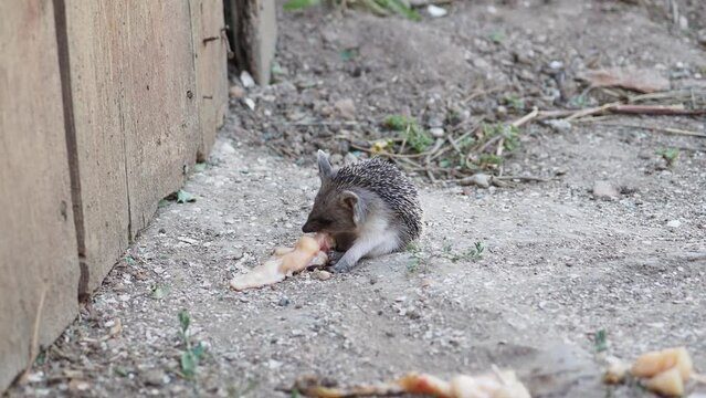 A small hedgehog with big ears eats meat while sitting on the ground. Selective focus.