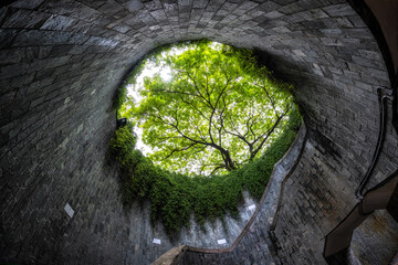 fort canning tree tunnel