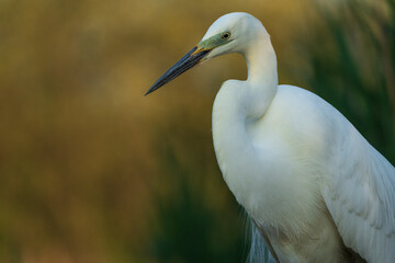 Great egret (Ardea alba)
