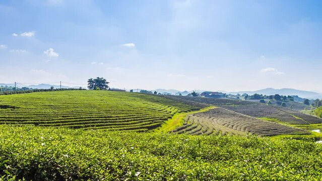 Timelapse of Tea plantations planted in beautiful rows in the mountains at Chui Fong Plantation, Chiang Rai, Thailand.
