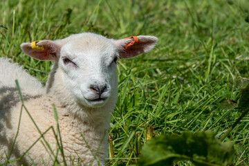 close up portrait of pretty lamb resting in the grass