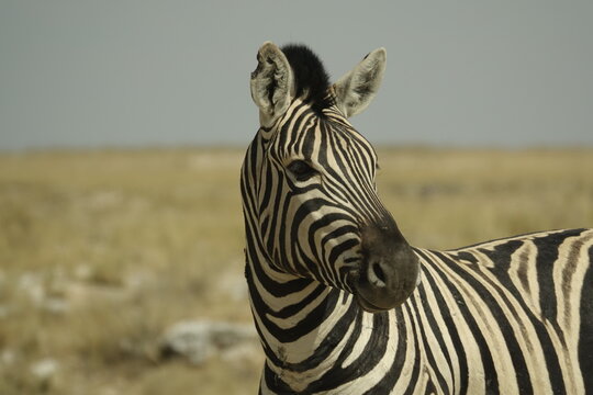 Crin 이미지 찾아보기 11,599 스톡 사진, 벡터 및 비디오 Adobe Stock