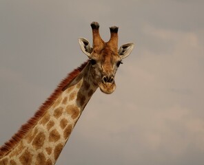 Girafe 