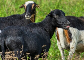 Cameroon Dwarf, Sheep, on the meadow