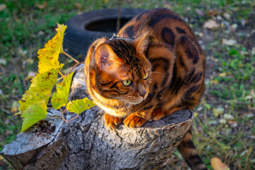 Young beautiful Bengal cat on an autumn walk among the yellow autumn foliage