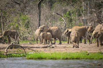 Obraz premium African bush elephants in Murchinson Falls National Park