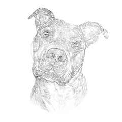 American pit bull terrier dog isolated on white background. Sketch. Animal Art collection: Dogs. Hand drawn Illustration of Pets. Design template. Good for print on banner, print T-shirt, card, pillow