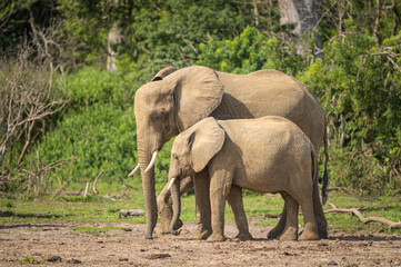 Fototapeta premium African bush elephants in Murchinson Falls National Park