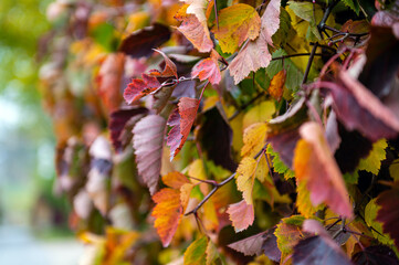Fototapeta premium Autumn fall ivy leaves natural texture background. Colorful red pink yellow green leaf close up