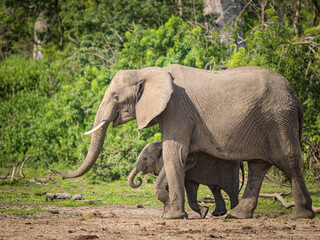 African bush elephants in Murchinson Falls National Park
