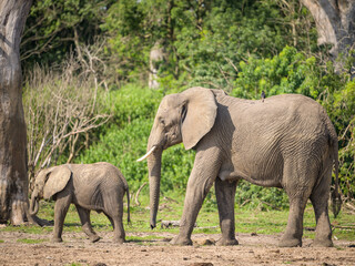 African bush elephants in Murchinson Falls National Park