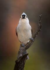 titmouse bird on perch