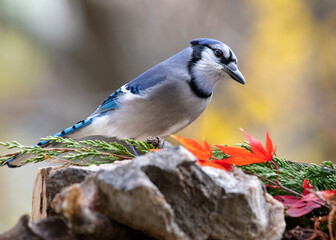 bluejay bird on perch