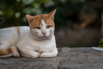 Die Katzen der Insel Paros