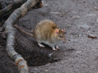 A rat sits near a hole in the ground