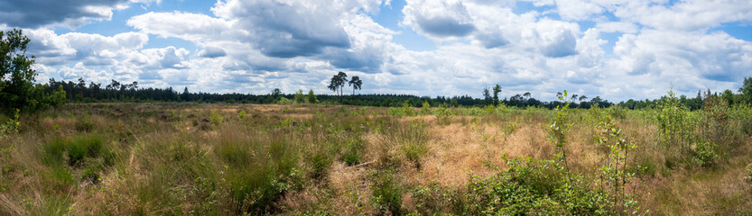 Panoramafoto van een heidelandschap in een Nederlands natuurreservaat