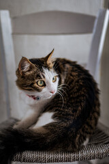 Die Katzen der Insel Paros