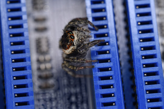 컴퓨터 메인보드에 나타난 Bug (휜눈썹 깡충거미) - Powered by Adobe