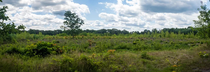 Foto auf Leinwand Panoramafoto van een groen landschap in een Nederlands natuurreservaat © kristof Leffelaer