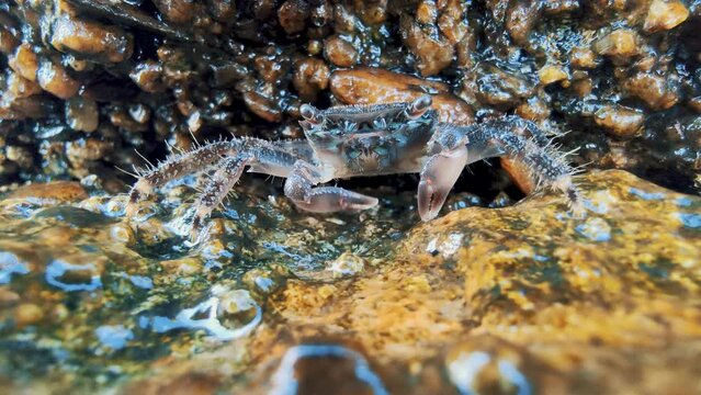Fiddler crab, Ghost crabs eating on rocks.