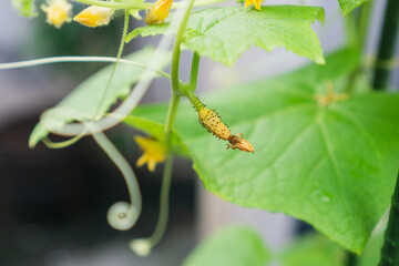 young cucumber fruit turning yellow, pollination failure, pest, lack of nutrient