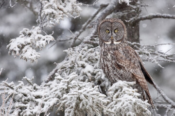 Great Gray Owl taken in northern MN