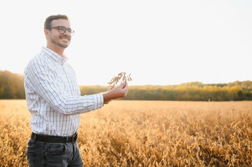 Agronomist inspects soybean crop in agricultural field - Agro concept - farmer in soybean plantation on farm