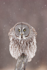 Great Gray Owl taken in northern MN