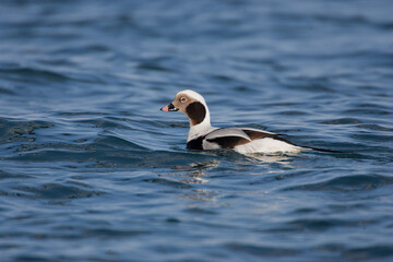 Long-tailed Duck male