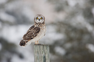 Short-eared Owl taken in southern MN