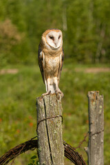 Barn Owl taken in southern MN under controlled conditions