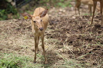 The female deer in garden at thailand