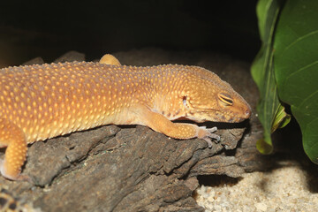 The leopard gecko is sleep