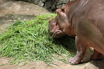 Close up head The Big hippopotamus in garden