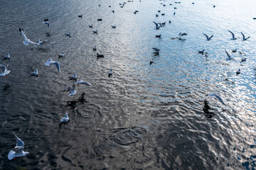Viele Vögel auf dem Traunsee in Oberösterreich