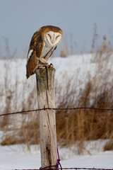 Barn Owl taken in southern MN under controlled conditions