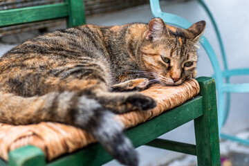 Die Katzen der Insel Paros