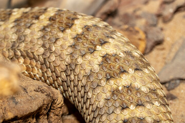Obraz premium Spotted Rattlesnake. Mitchell's rattlesnake. A white rattlesnake. Crotalus mitchellii.