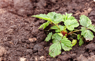 A young strawberry bush with green leaves.